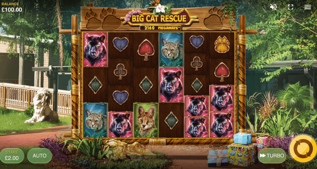 big cat rescue megaways slots canada casino